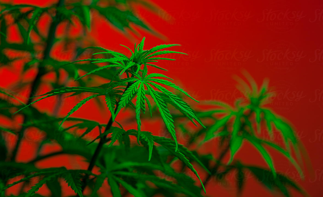 Medical Cannabis